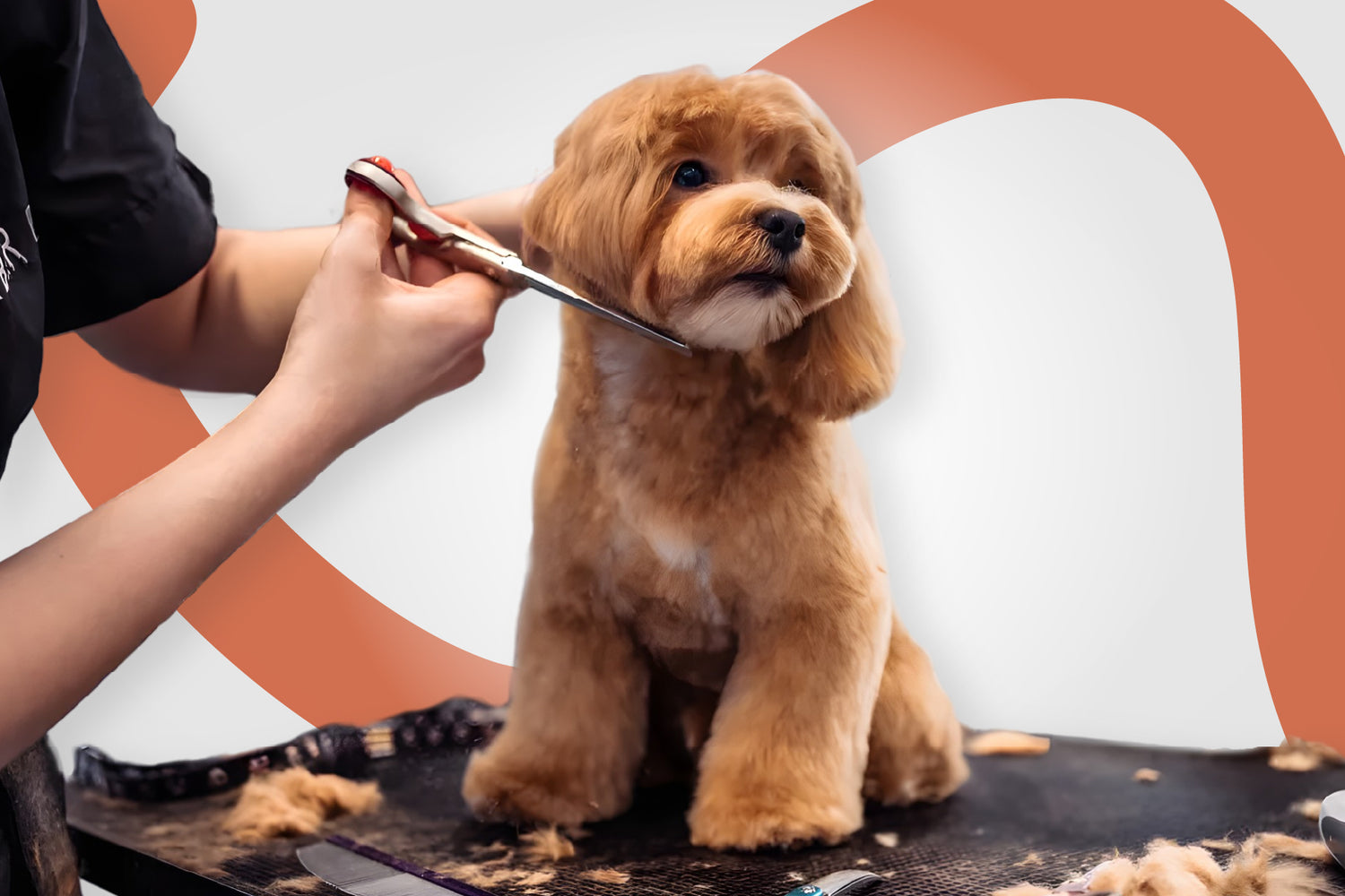Servicios de Grooming para Perros