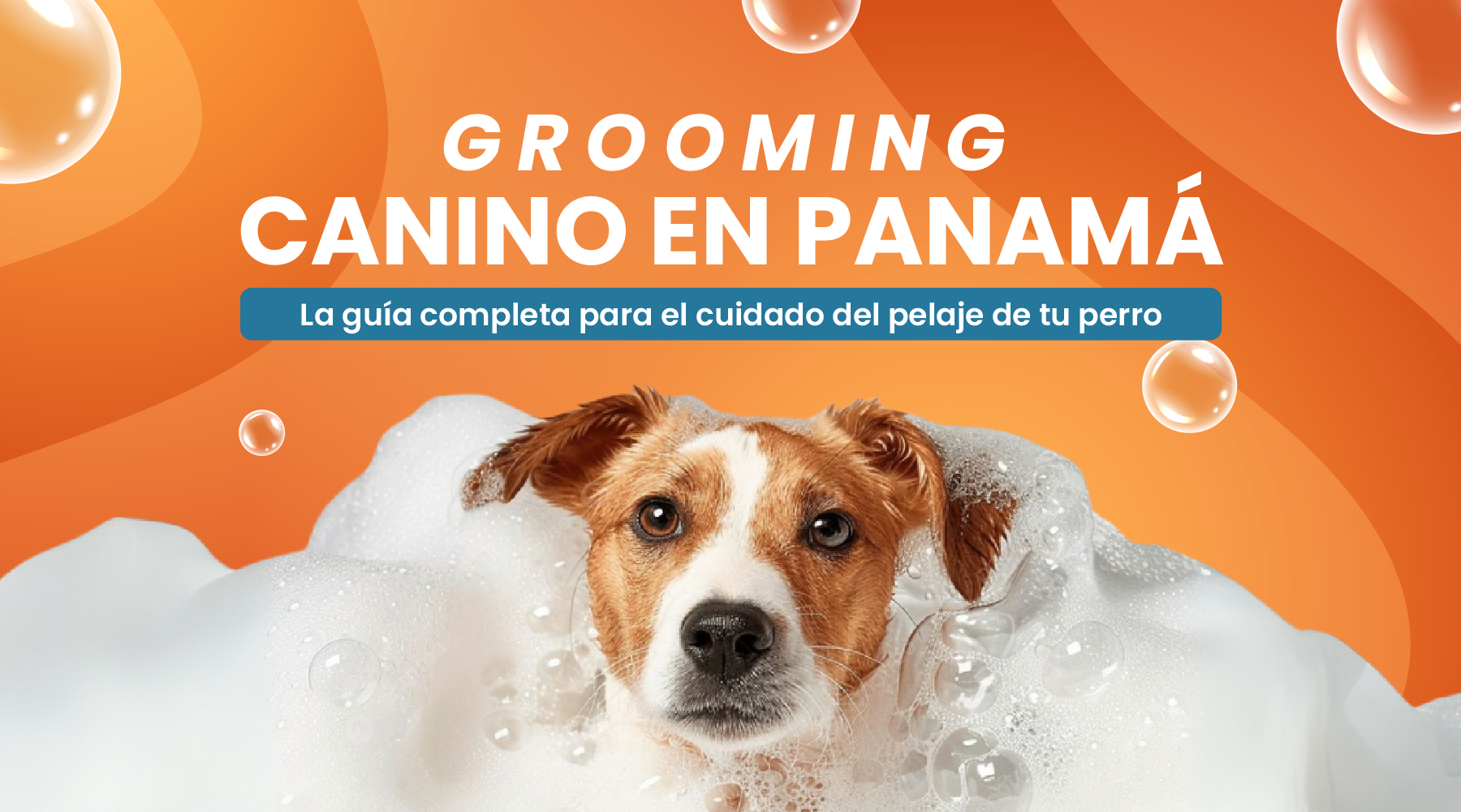 Grooming Canino en Panamá: La Guía Completa para el Cuidado del Pelaje de tu Perro