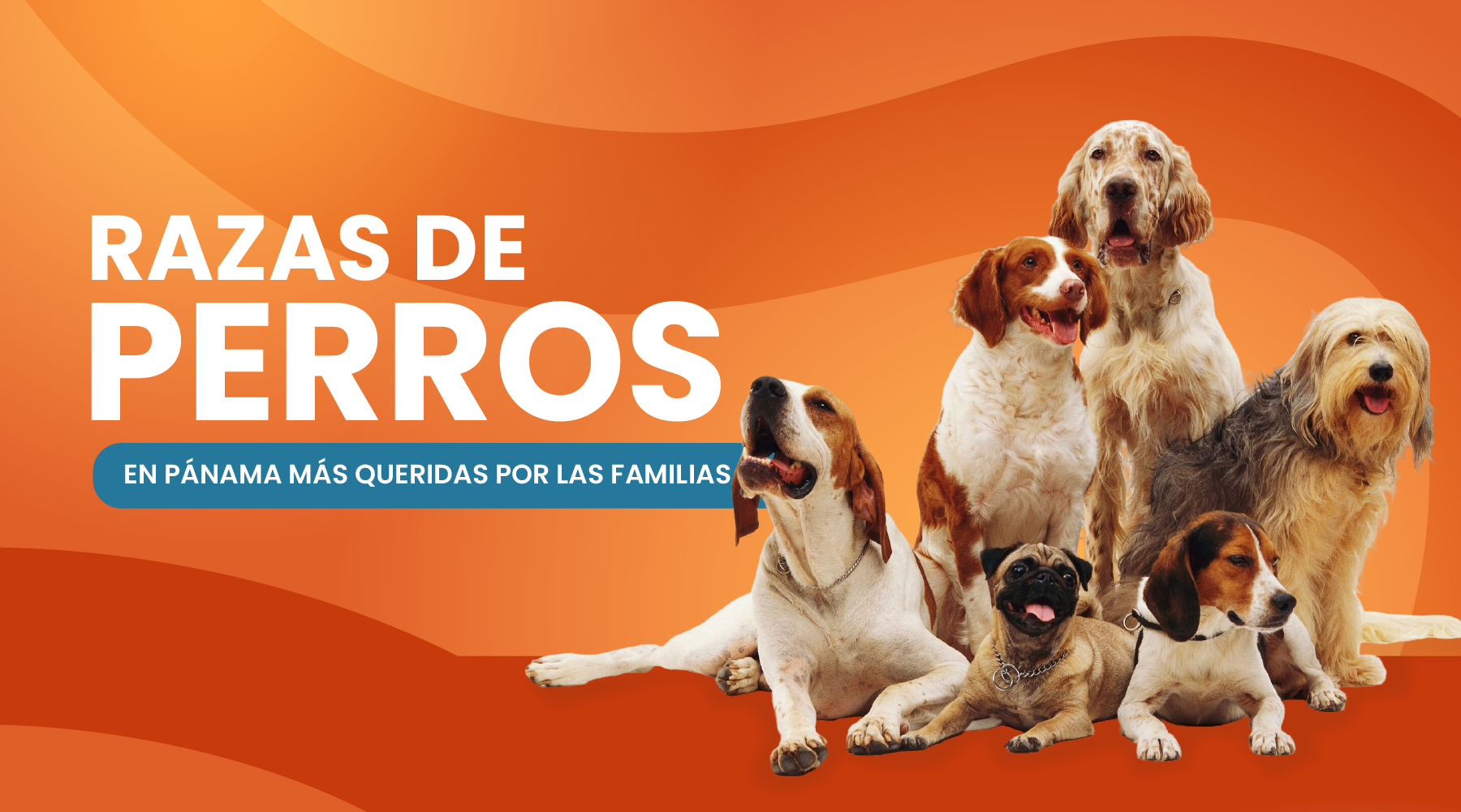 Las razas de perros en Panamá más queridas por las familias