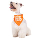 Foto perro schnauzer